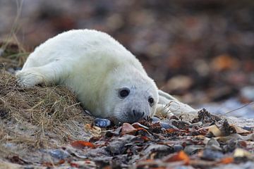 Gray Seal (Halichoerus grypus) Pup,in the natural habitat, Helgoland Germany von Frank Fichtmüller