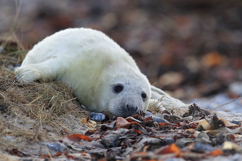 Grijze zeehond (Halichoerus grypus) Pup, in de natuurlijke habitat, Helgoland Duitsland van Frank Fichtmüller
