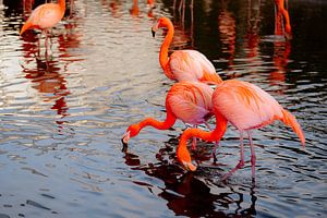 Flamant