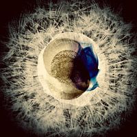 Dandelion of life 1