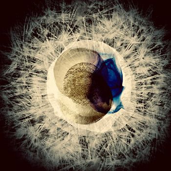 Pusteblume des Lebens 1