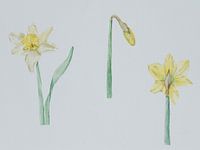 Narcissen