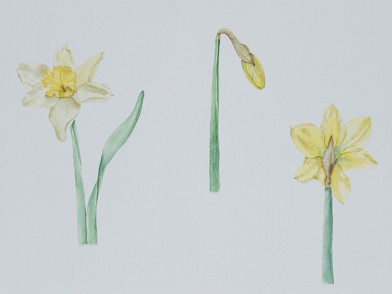Narcissen by Monique Londema