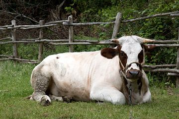 cow resting in a meadow by W J Kok