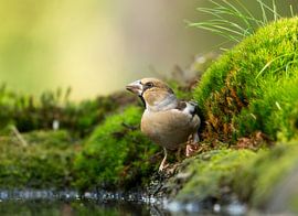 Pinson des pommes sur Ruud Scherpenisse