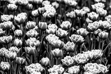 tulpen bewerkt in zwart wit van M. B. fotografie