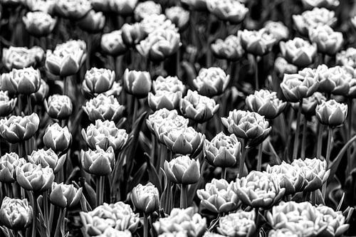 tulpen bewerkt in zwart wit