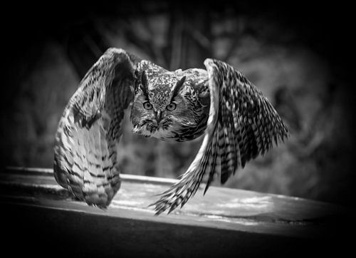 Eagle owl onion black and white