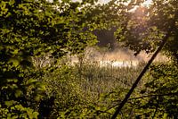 Morning Mist
