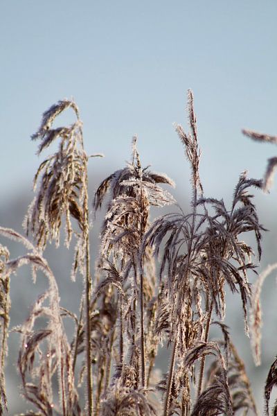 Frostiger Morgen von Ilse Photography