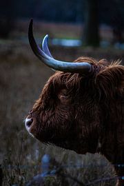 Scottish Highlander by North Scape