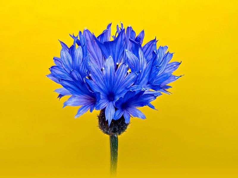 Beautiful cornflower on a yellow background (photo implementation). by Gianni Argese