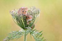 Souris naine dans les céréales