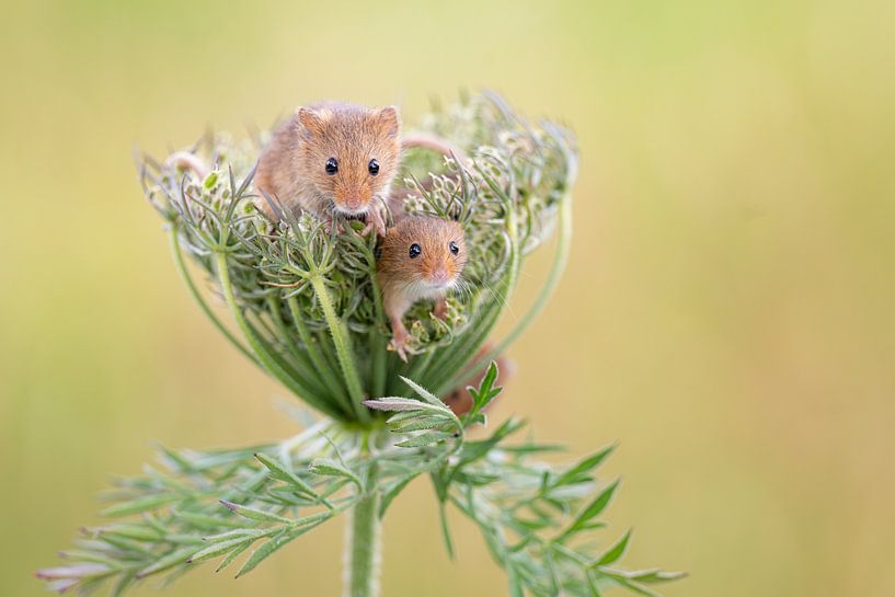 Souris naine dans les céréales par Rene van Dam