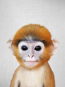 Baby Monkey