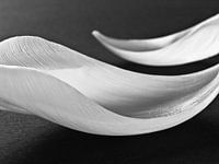 Abstract zwart wit tulpen bloemen macro fotografie