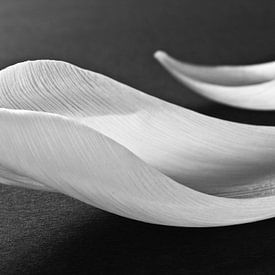 Abstract zwart wit tulpen bloemen macro fotografie van Nadja Drieling