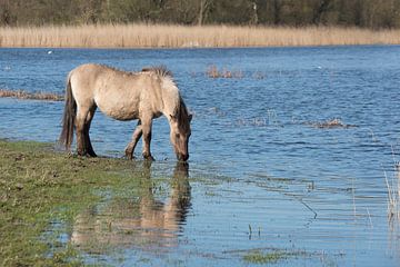 Konikpaard bij het water van Barbara Brolsma