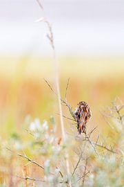 Bruant des roseaux (Emberiza schoeniclus)