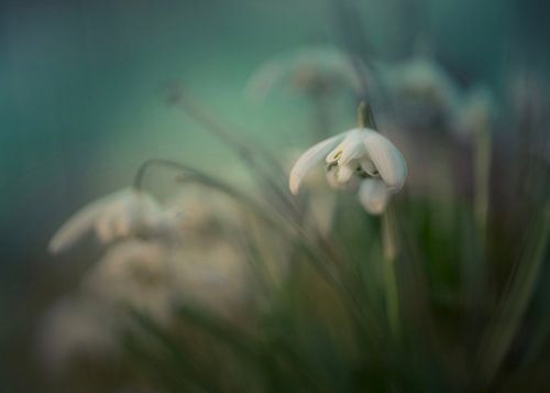 Träume vom Frühling