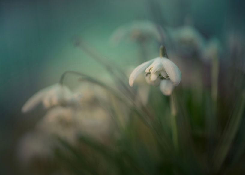 Dreams od spring by Tine Teeuw