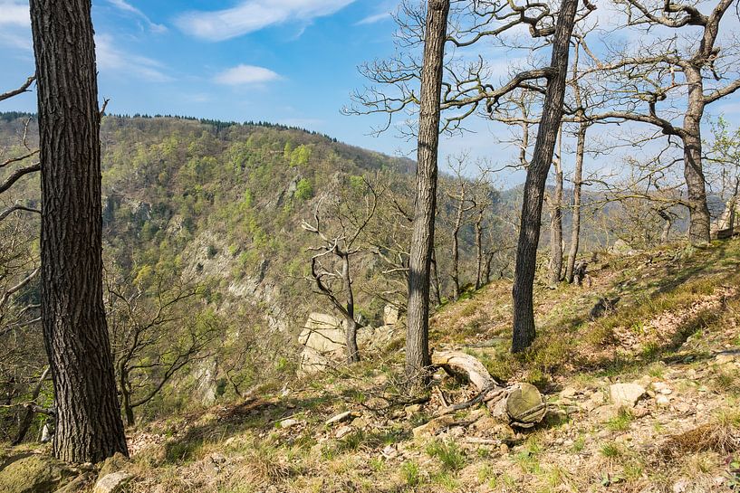 Landschaft mit Bäumen im Harz van Rico Ködder