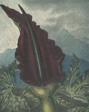 The Dragon Arum, Robert John Thornton