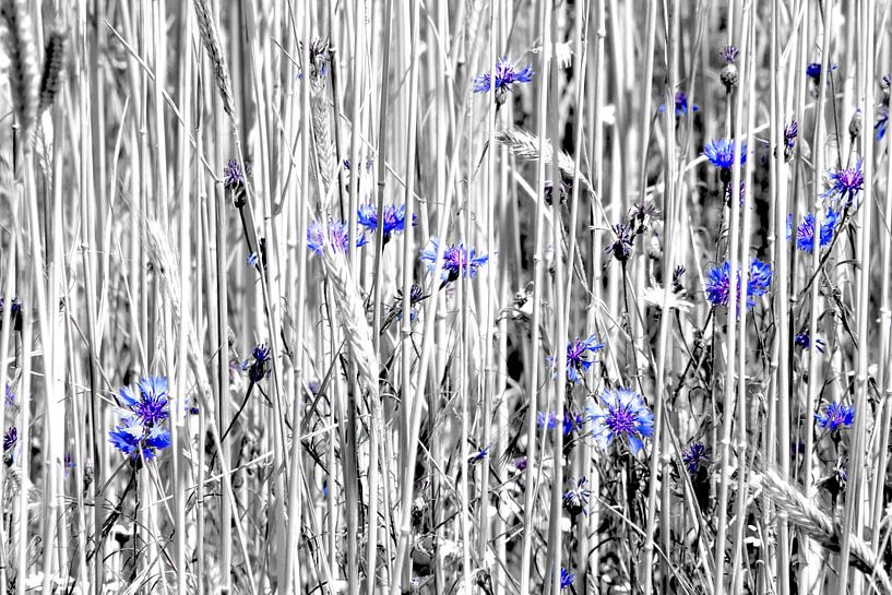Cornflowers in a grain field by mekke