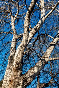 Baumstamm Äste Eukalyptusbaum im Winter
