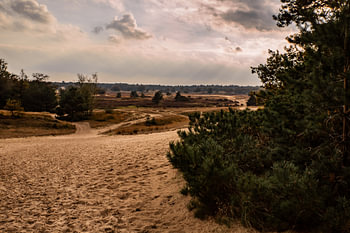 Sunshine Colors 2 - Loonse en Drunense Duinen