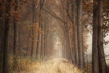 Autumn sighs van Roelie Steinmann