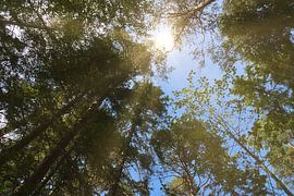 Vue du ciel à travers la canopée verte d'une forêt en été