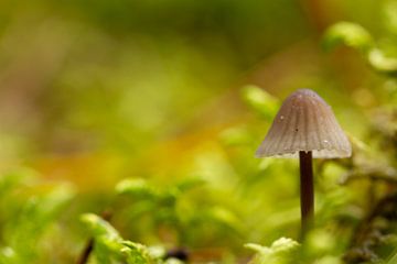 paddenstoel Graskleefsteelmycena van Blackbird PhotoGrafie