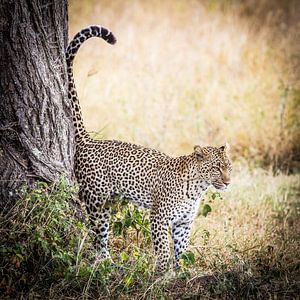 Leopard, Serengeti, Tanzania sur Leon van der Velden