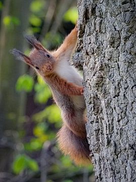 Niedliches Eichhörnchen schaut dich an! von Miriam van Dun