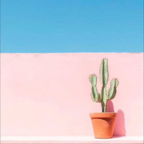 Cactus voor een roze muur