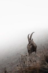 Junger Steinbock in den Bergen | Wildlife Fotografie | Schweiz