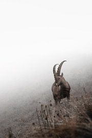 Junger Steinbock in den Bergen | Wildlife Fotografie | Schweiz