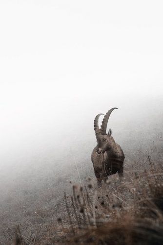 Jonge steenbok in de bergen | wildlife fotografie | Zwitserland van Laura Dijkslag