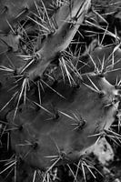 Cactus of Algarve, zwart-wit foto