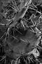 Cactus of Algarve, zwart-wit foto van Antoine Ramakers thumbnail