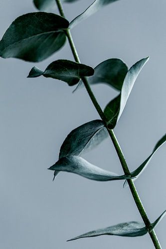 Feuilles d'eucalyptus