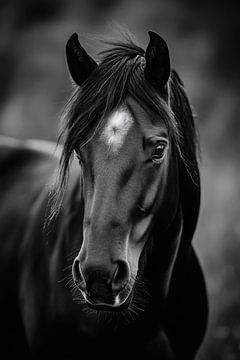 Majestueus zwart paard van Poster Art Shop