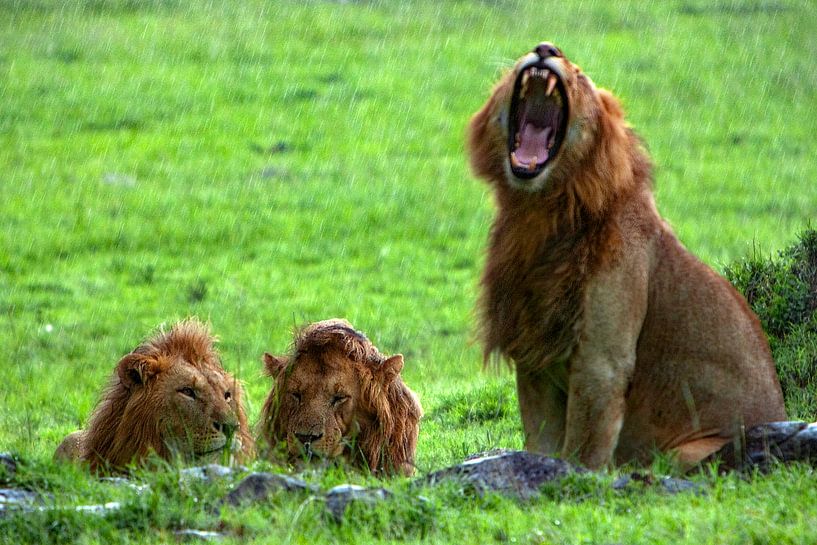 3 Lions during rain by Peter Michel