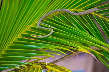slang op een tropische plant van Kris Ronsyn