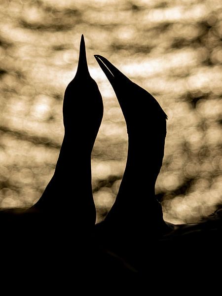 Gannets in evening light by Anja Stolwijk