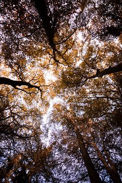 Bladerdak van Jim Plaum