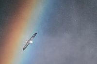 Wings through the rainbow