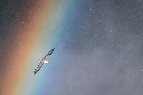 Wings through the rainbow