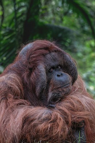 Sfeerfoto van een orang oetan man